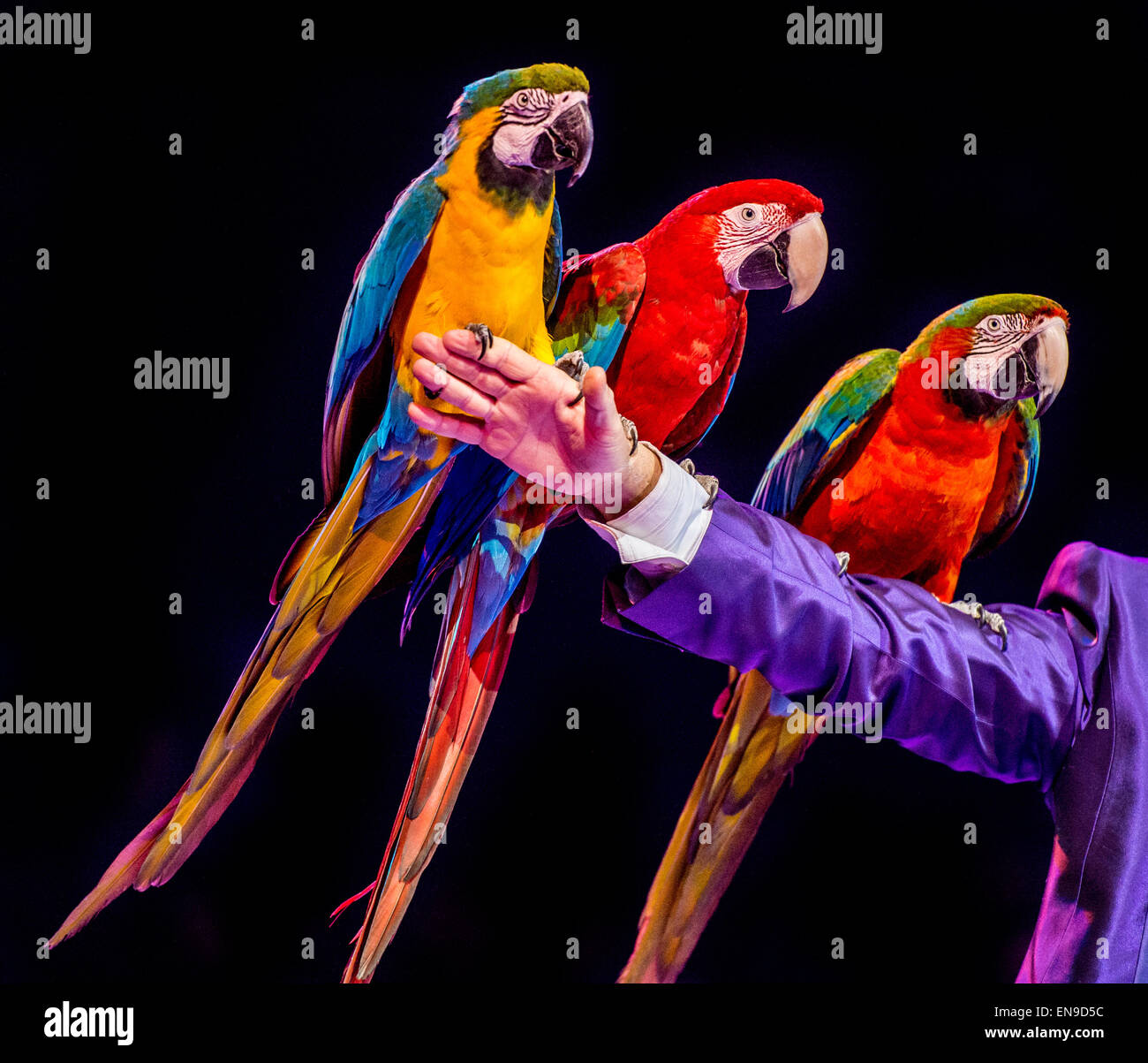 Three Macaws sitting on man's arm Stock Photo