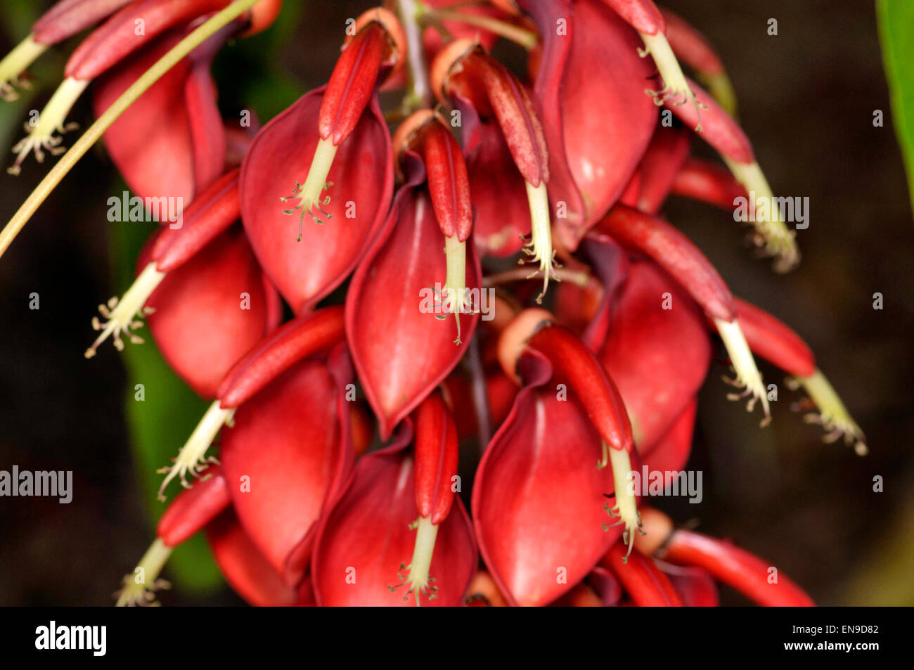 Flowers of Erythrina crista-galli (fam. Fabaceae) Stock Photo