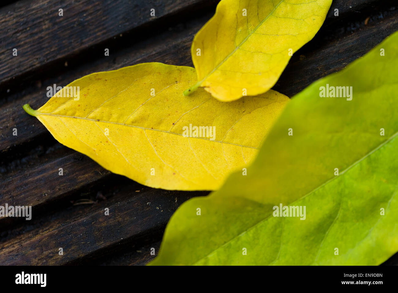 composition of dead leaves Stock Photo Alamy