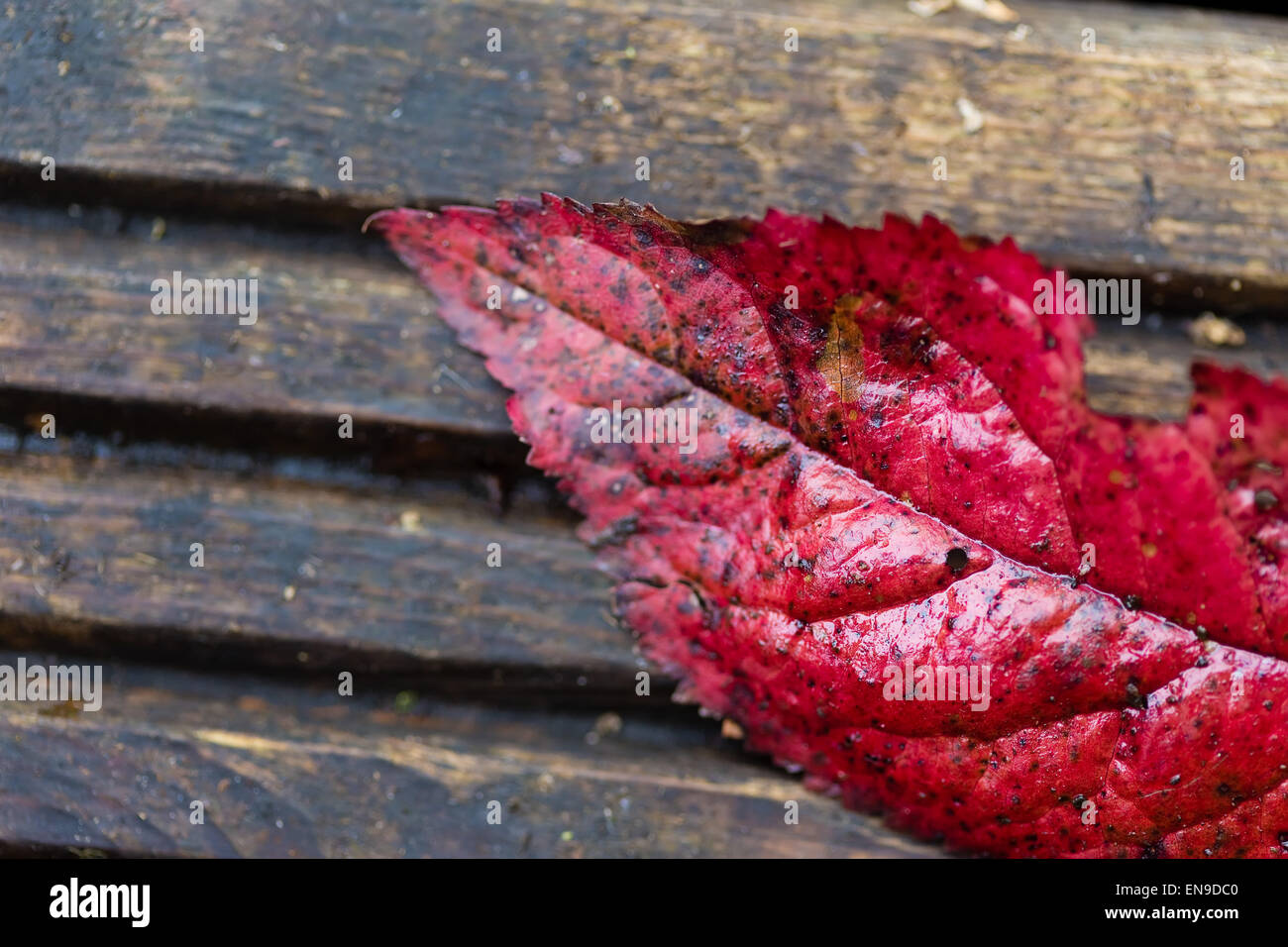 composition of dead leaves Stock Photo Alamy
