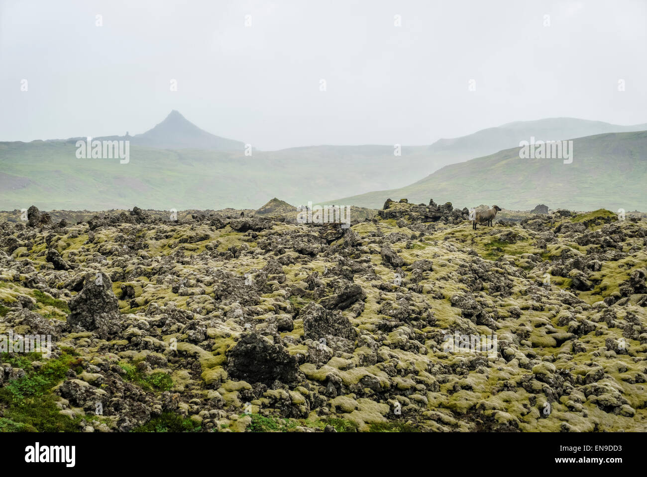 Lava and moss landscape, Berserkjahraun, Snaefellsnes Peninsula, Iceland Stock Photo