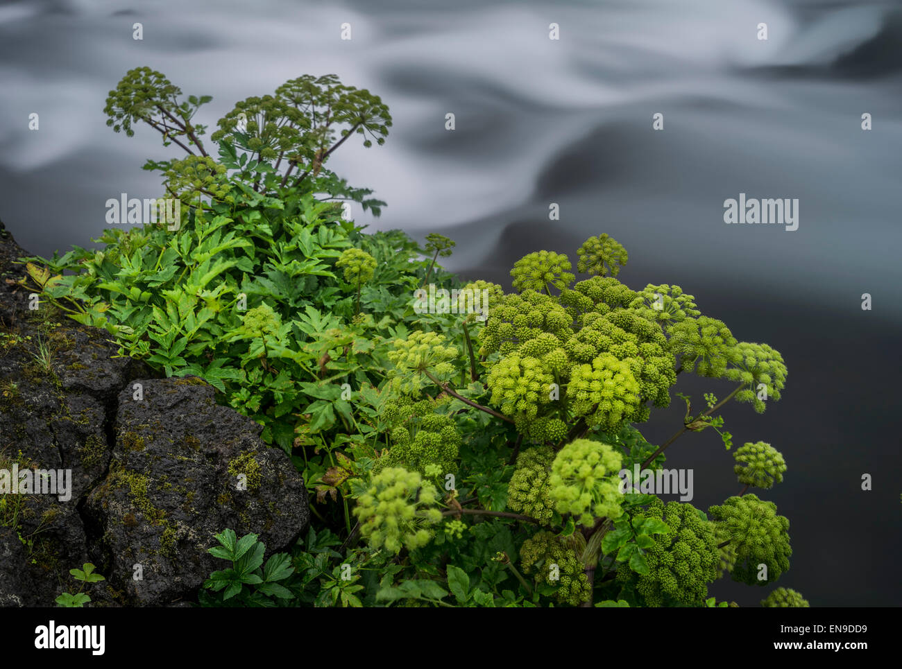 Angelica herb wildflowers. Angelica is used extensively in herbal medicine. Iceland Stock Photo