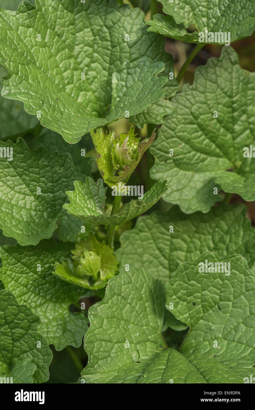Foliage of Hedge Garlic / Garlic Mustard / Jack-by-the-Hedge / Alliaria petiolata - a wild food with mildly garlic-tasting leaves. Foraging concept. Stock Photo