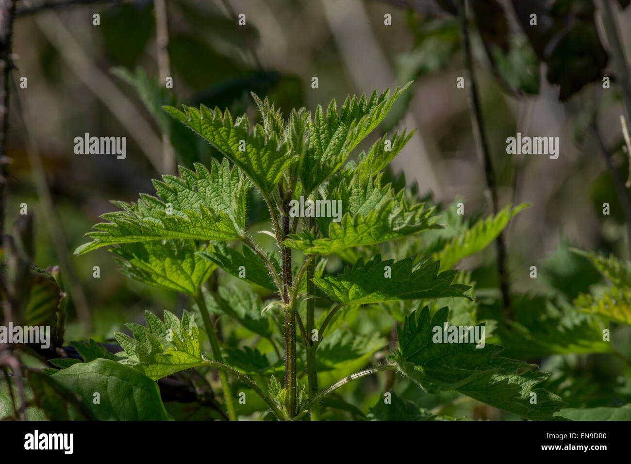 Urtica dioica Common Stinging Nettle. Wild food and weed. Foraging