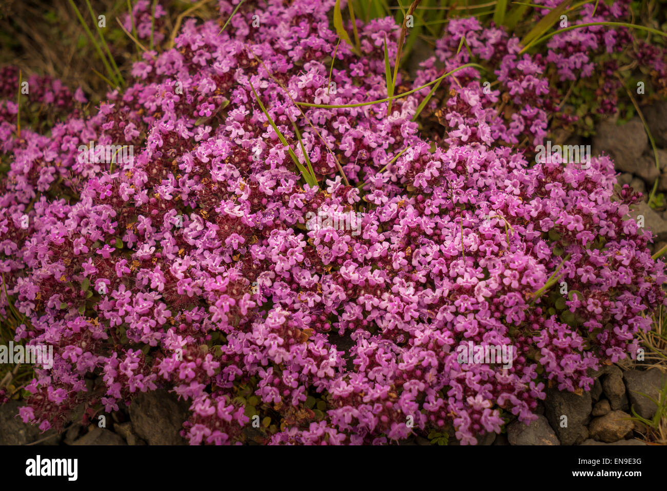 Dwarf Fireweed, (Chamerion latifolium), Hornafjordur, Iceland Stock Photo