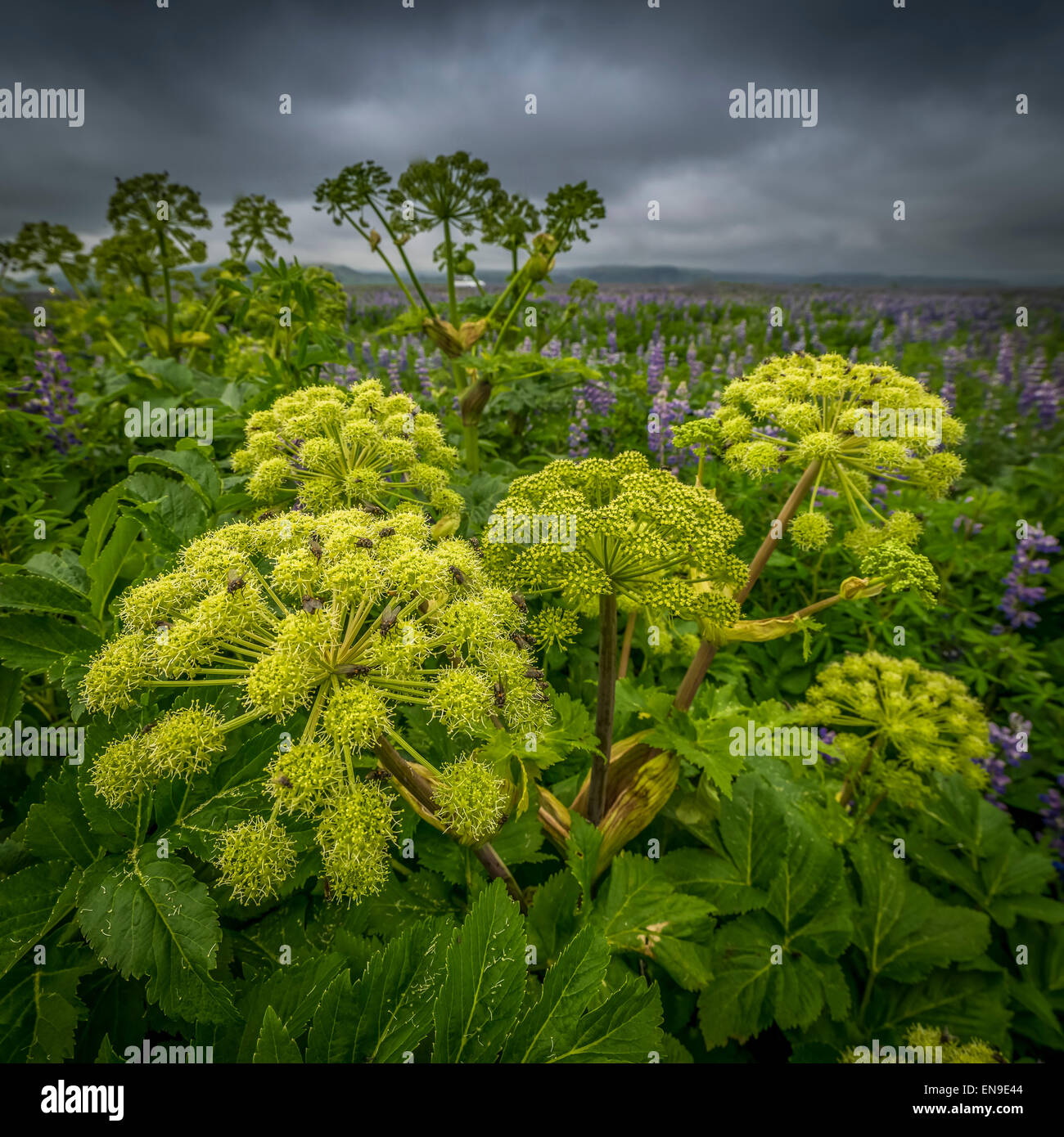 Angelica herb wildflowers. Angelica is used extensively in herbal