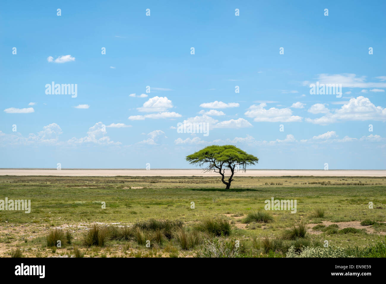 Acacia tree, Etosha National Park, Namibia, Africa Stock Photo