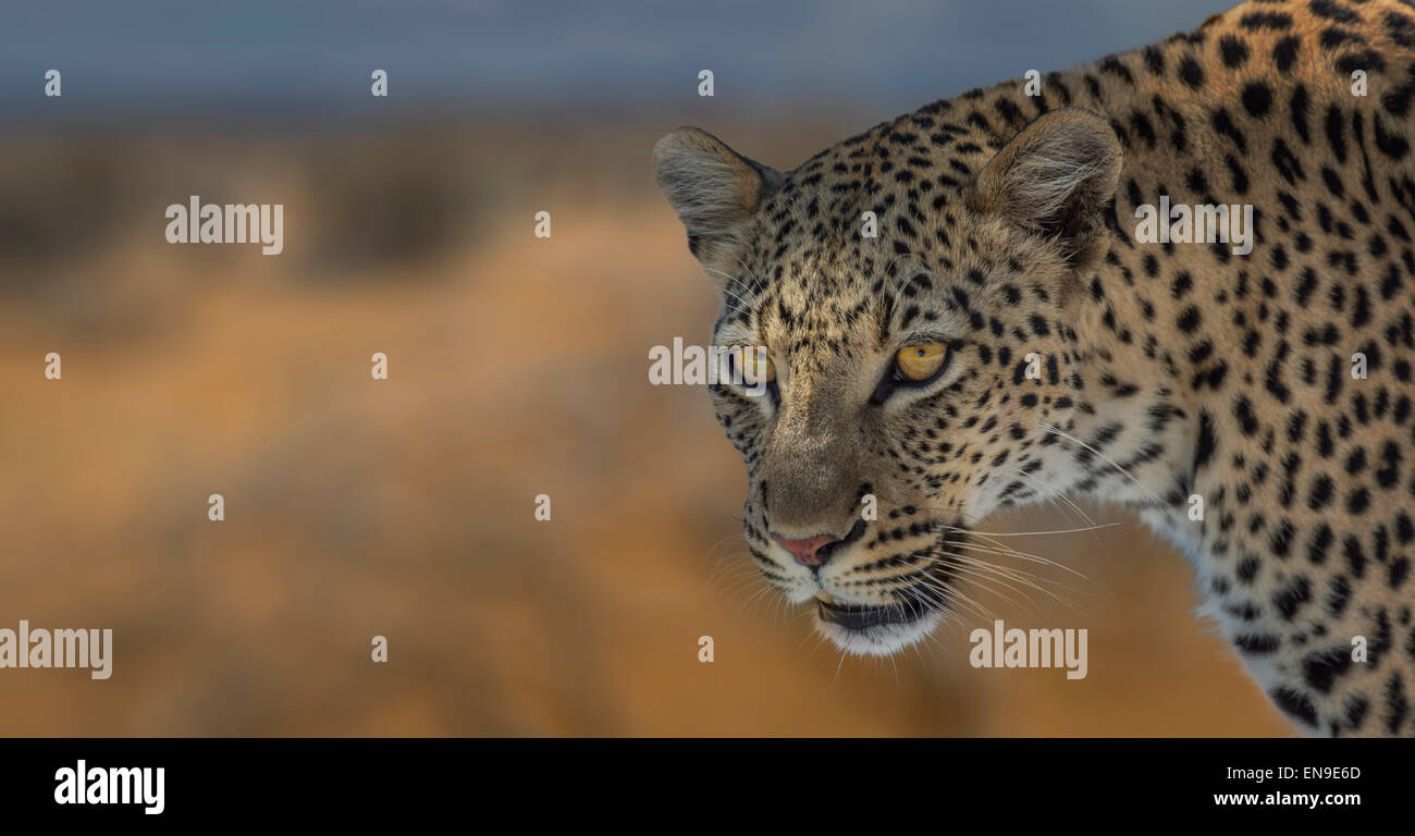 Portrait of Leopard, Etosha National Park,Namibia, Africa Stock Photo