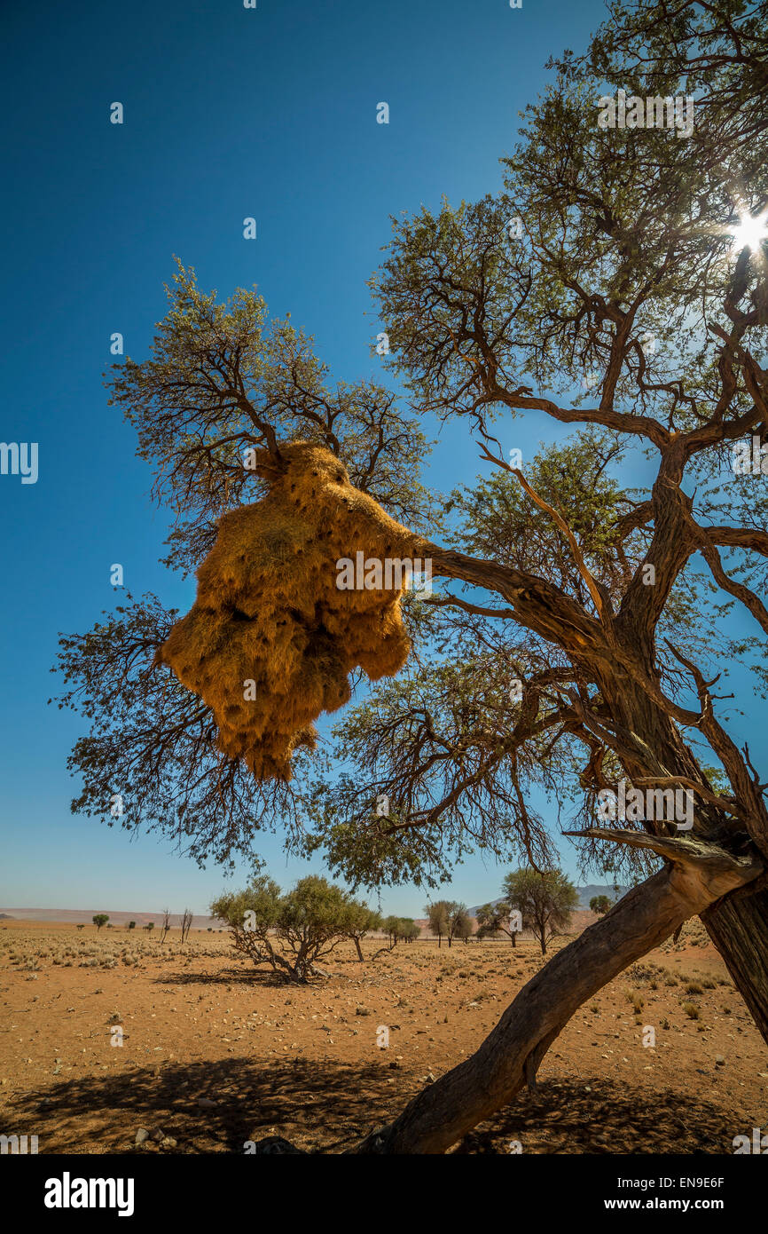 Sociable weaver birds nests in Camel Thorn trees, Namibia, Africa. Stock Photo