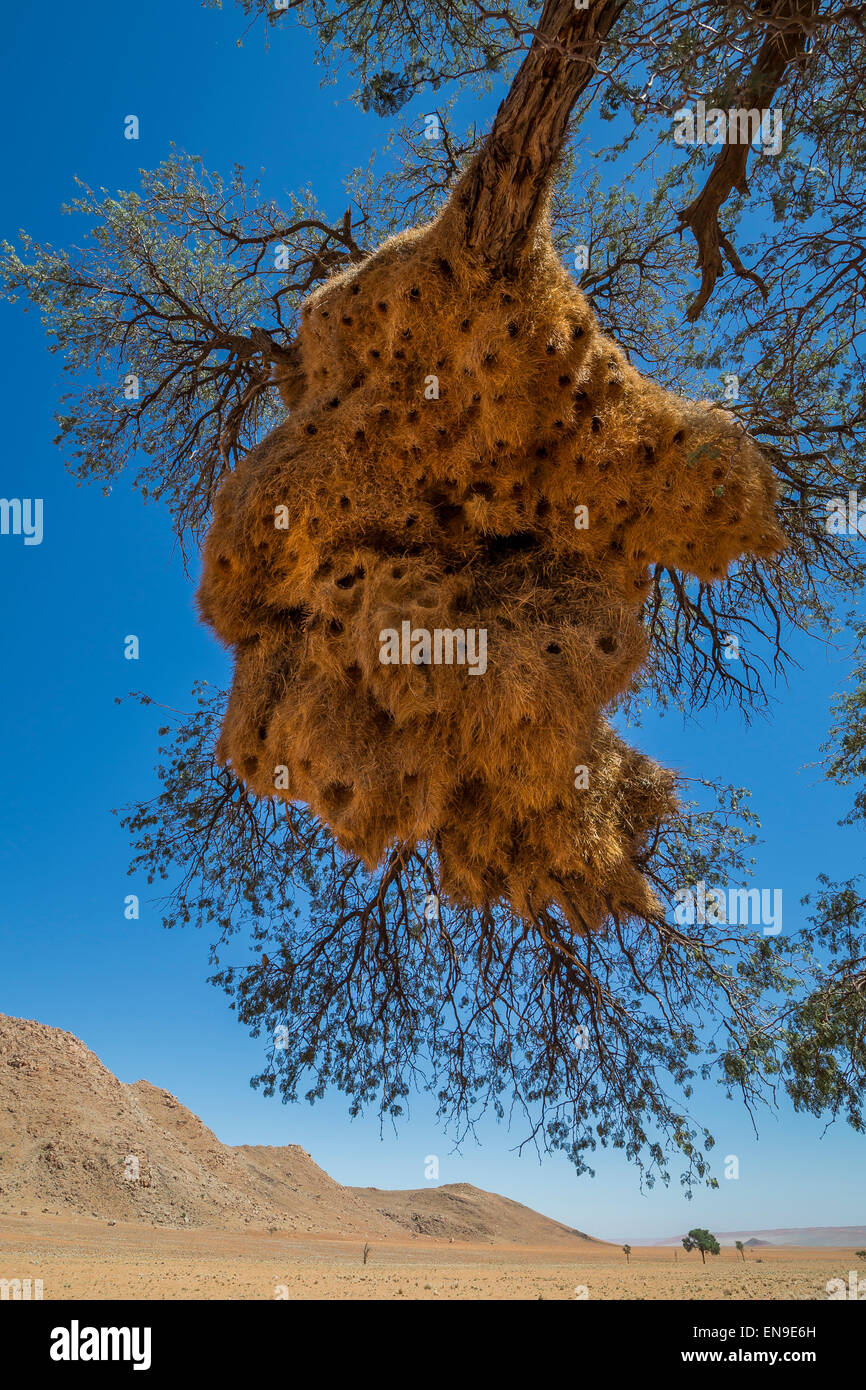 Sociable weaver birds nests in Camel Thorn trees, Namibia, Africa. Stock Photo