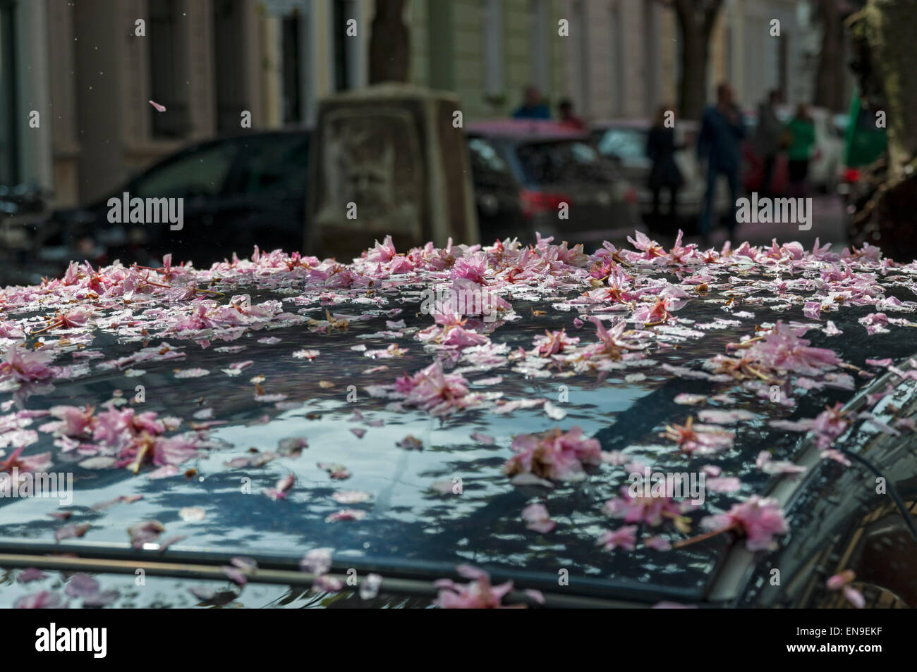 Cherry blossoms on a car roof, Bonn, Germany. Stock Photo