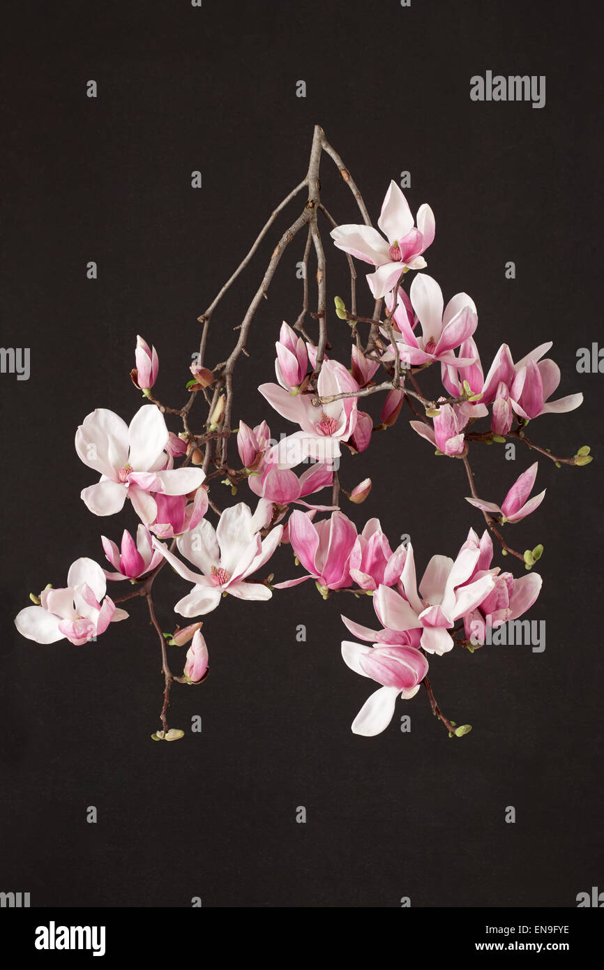 Magnolia, spring pink flower branch on black Stock Photo
