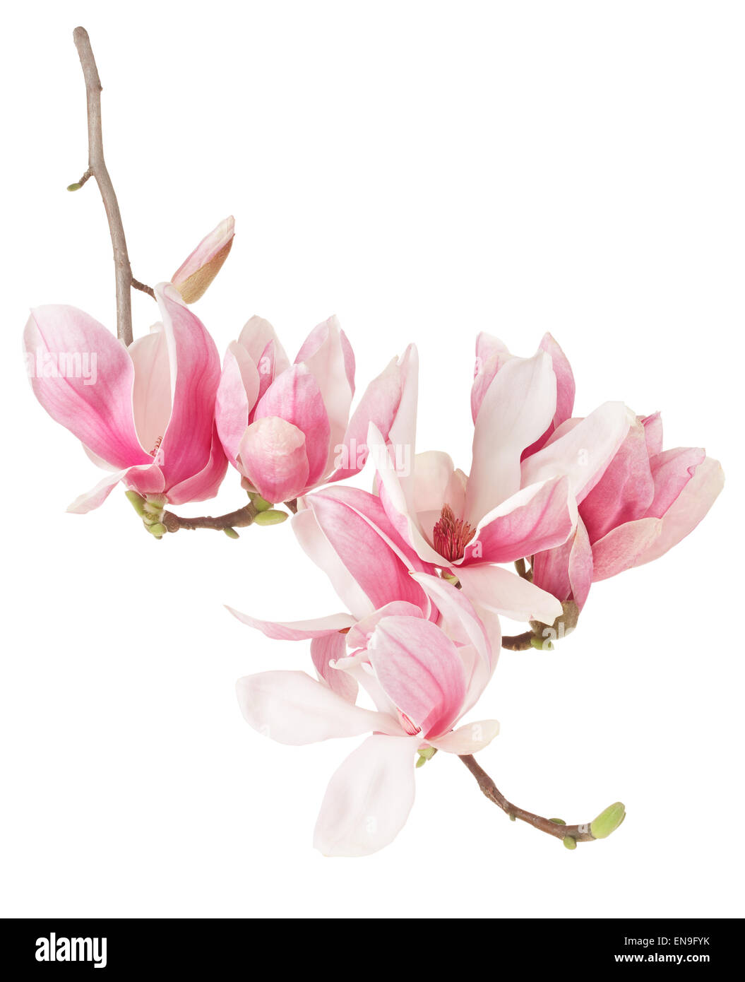Magnolia, spring pink flower branch and buds Stock Photo