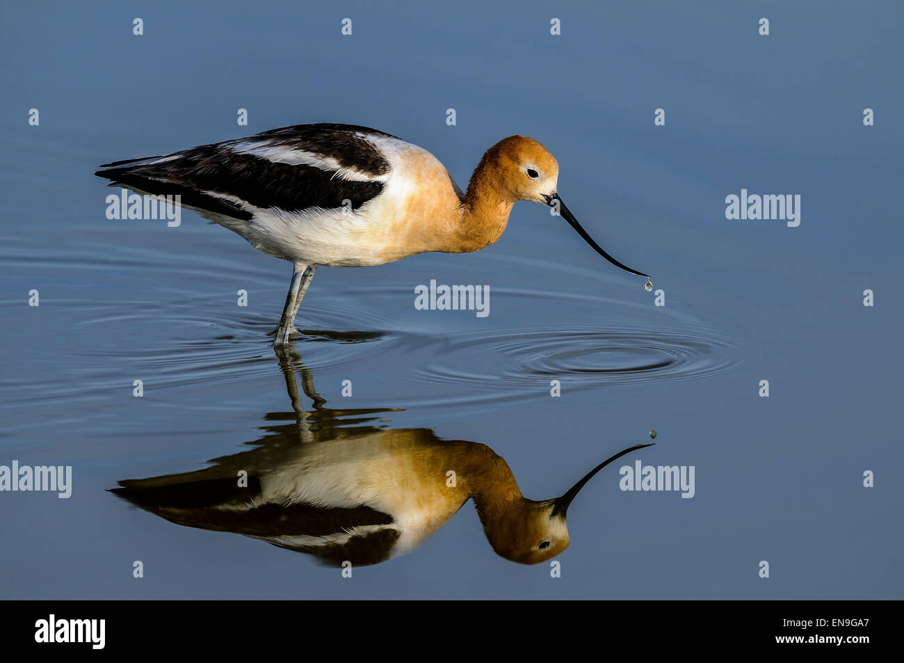 American avocet legs hi-res stock photography and images - Alamy