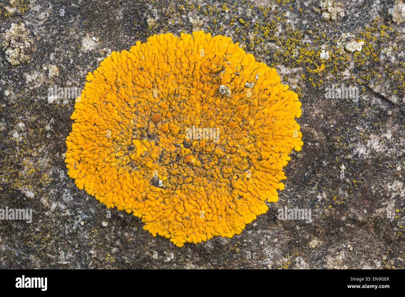 Yellow firedot lichen, Caloplaca flavescens, on limestone, Derbyshire Dales Stock Photo