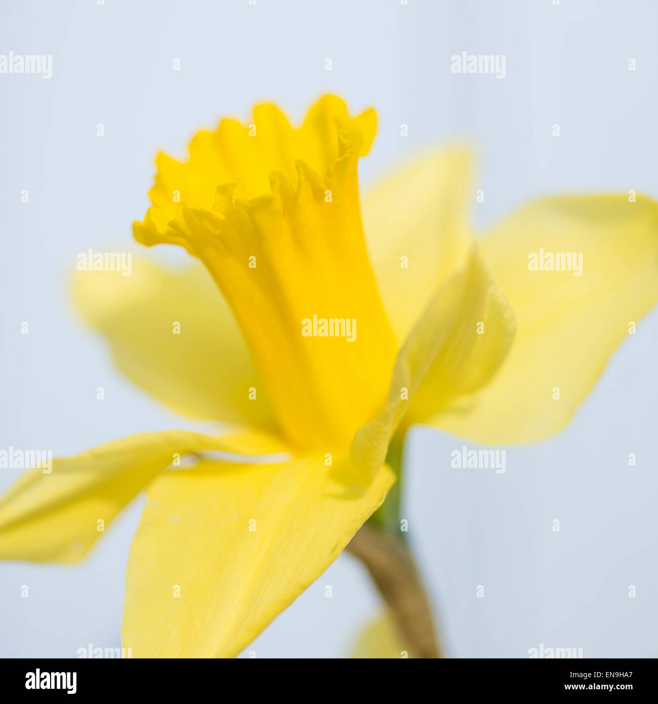 Beautiful fresh Spring daffodil macro image Stock Photo