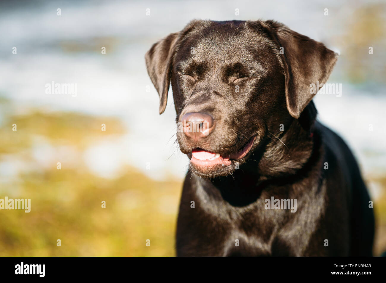 Beautiful Brown Dog Lab Labrador Retriever Staying Outdoor In Spring Stock Photo