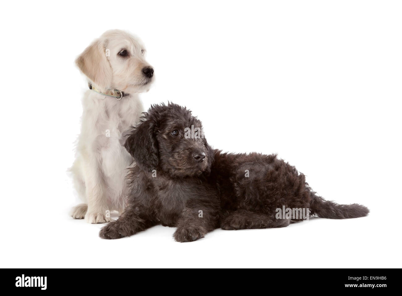 One white and one black puppy on white background Stock Photo