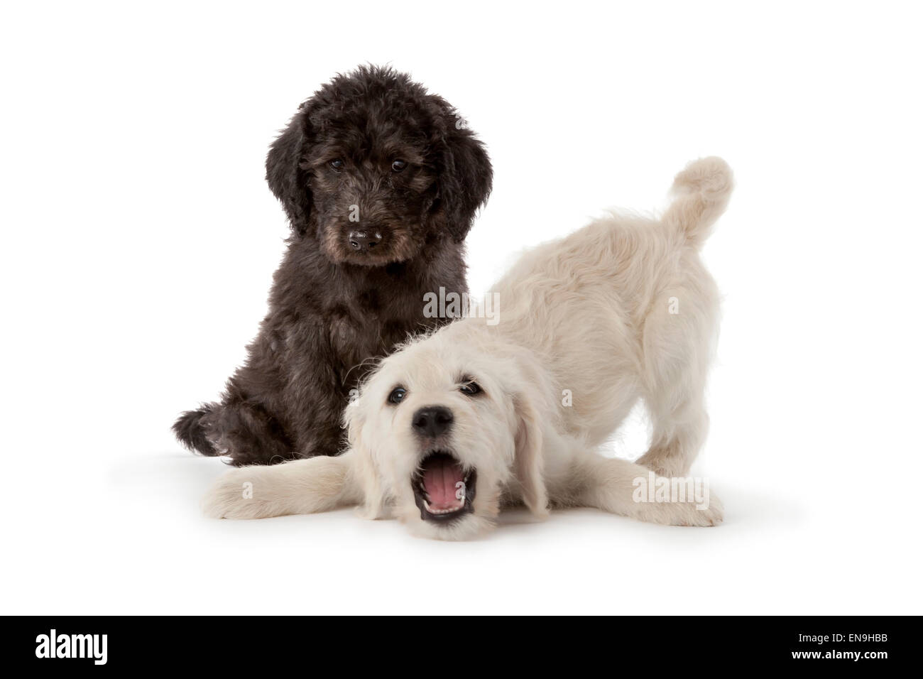 One white and one black puppy on white background Stock Photo