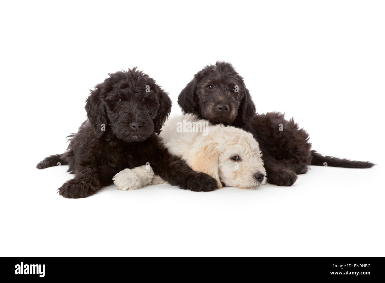 One white and two black puppies on white background Stock Photo