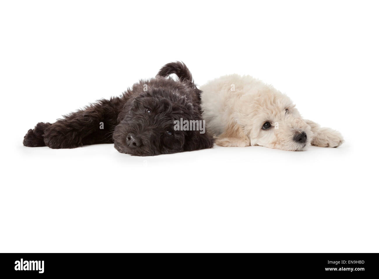 White and black puppy lying tired on the floor on white background Stock Photo