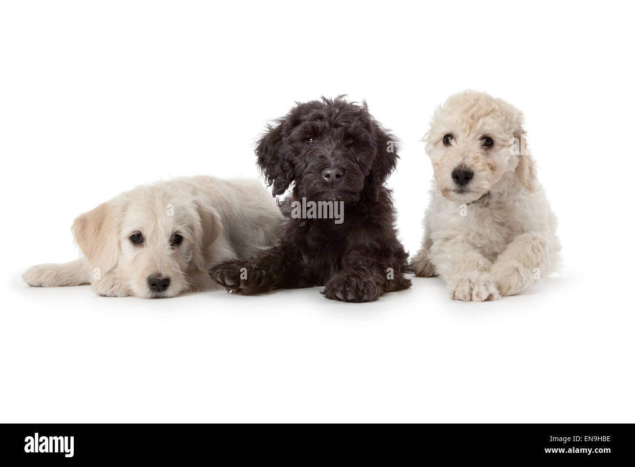 Two white and one black puppy on white background Stock Photo