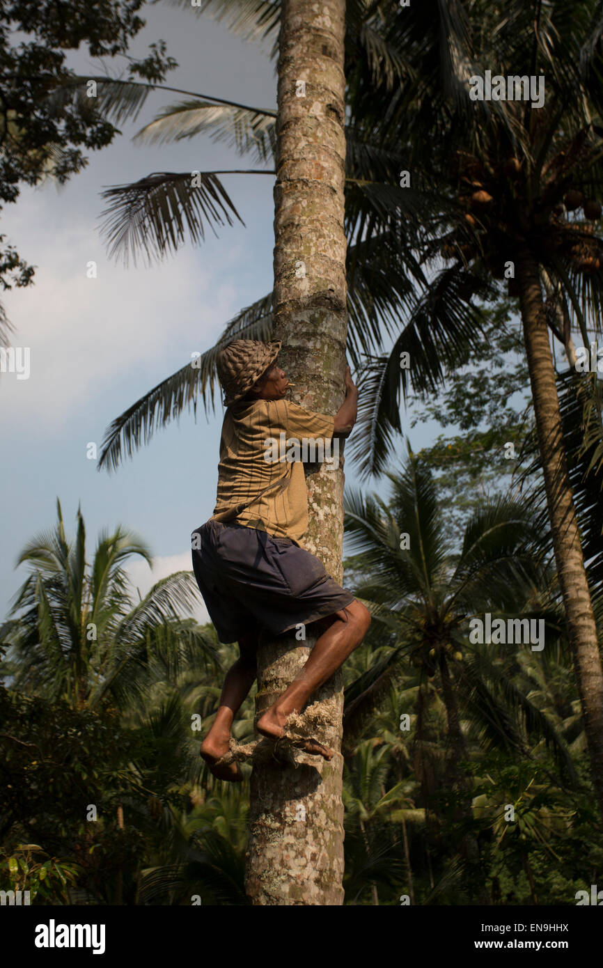 Local farmer climbing coconut trees Stock Photo