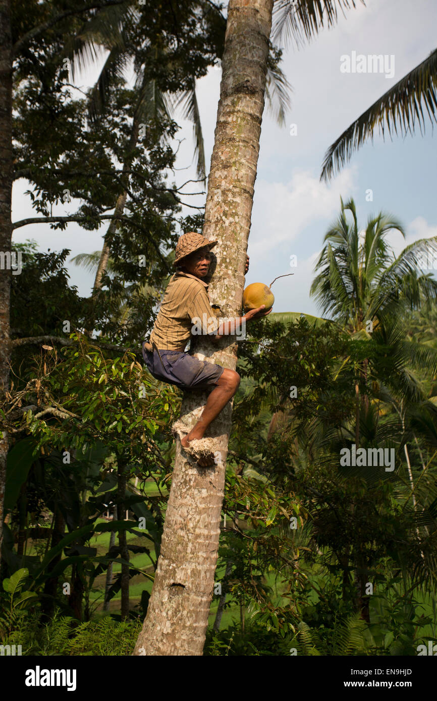 Local farmer climbing coconut trees Stock Photo