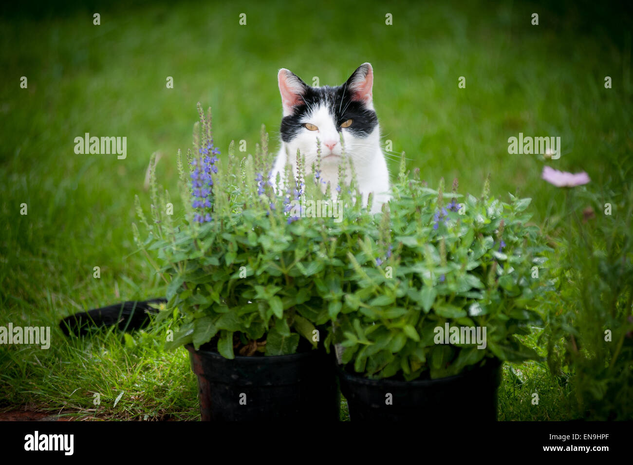 Grump cat in the garden Stock Photo