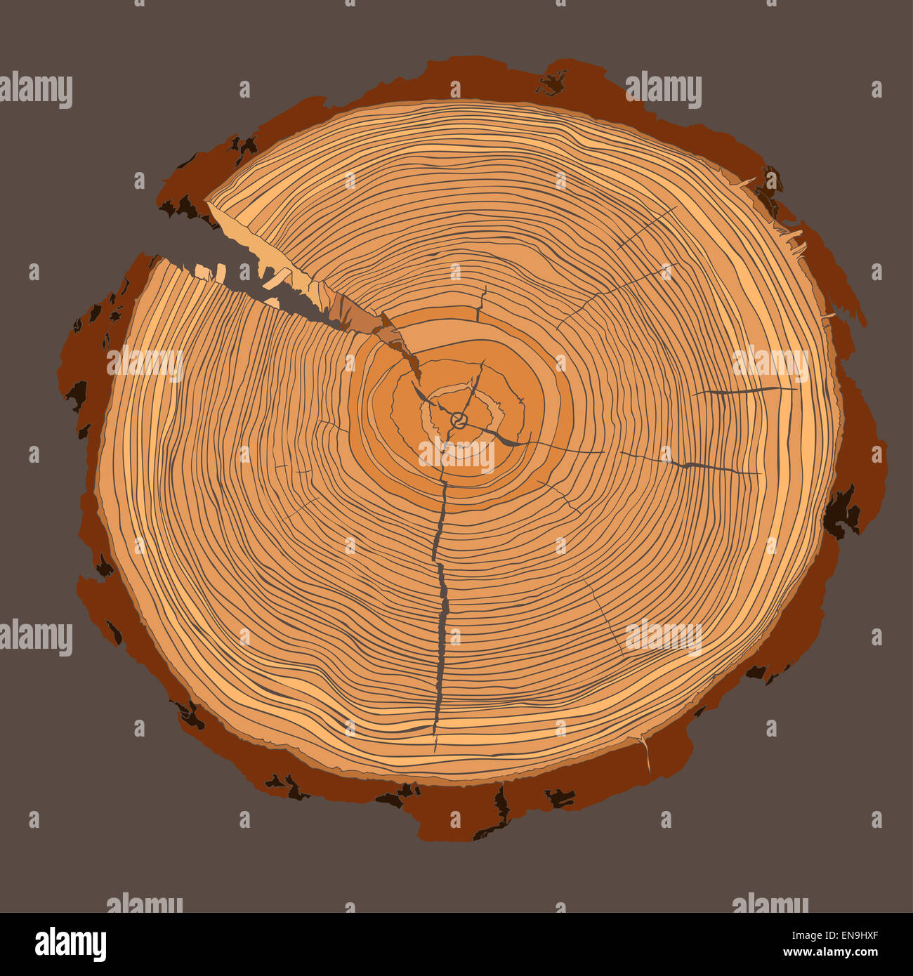 Annual tree growth rings with brown tonesdrawing of the cross-section of a tree trunk. Vector illusration Stock Photo