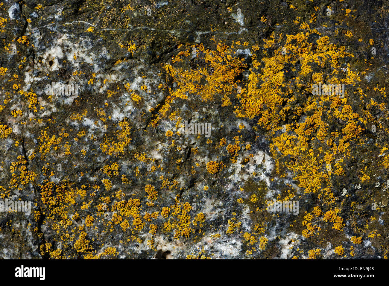 Lichen Covered Rock Stock Photo - Alamy