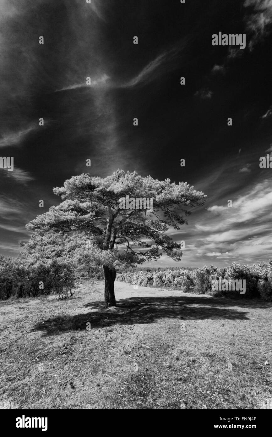 New forest sunny Black and White Stock Photos & Images - Alamy