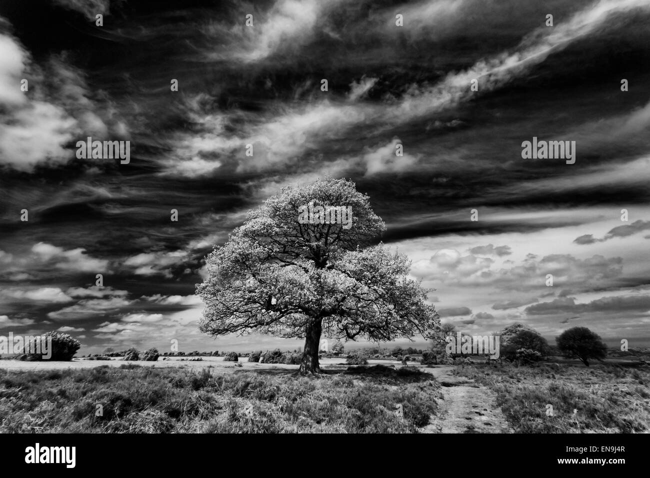 New forest sunny Black and White Stock Photos & Images - Alamy