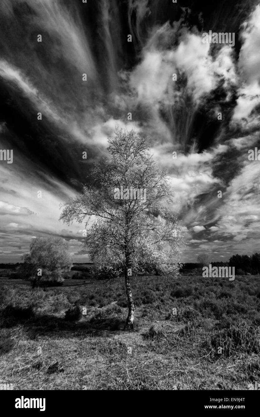 New forest sunny Black and White Stock Photos & Images - Alamy