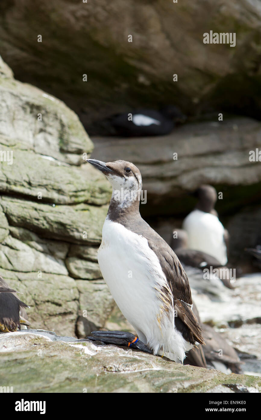 Profile of Common Murre Stock Photo Alamy