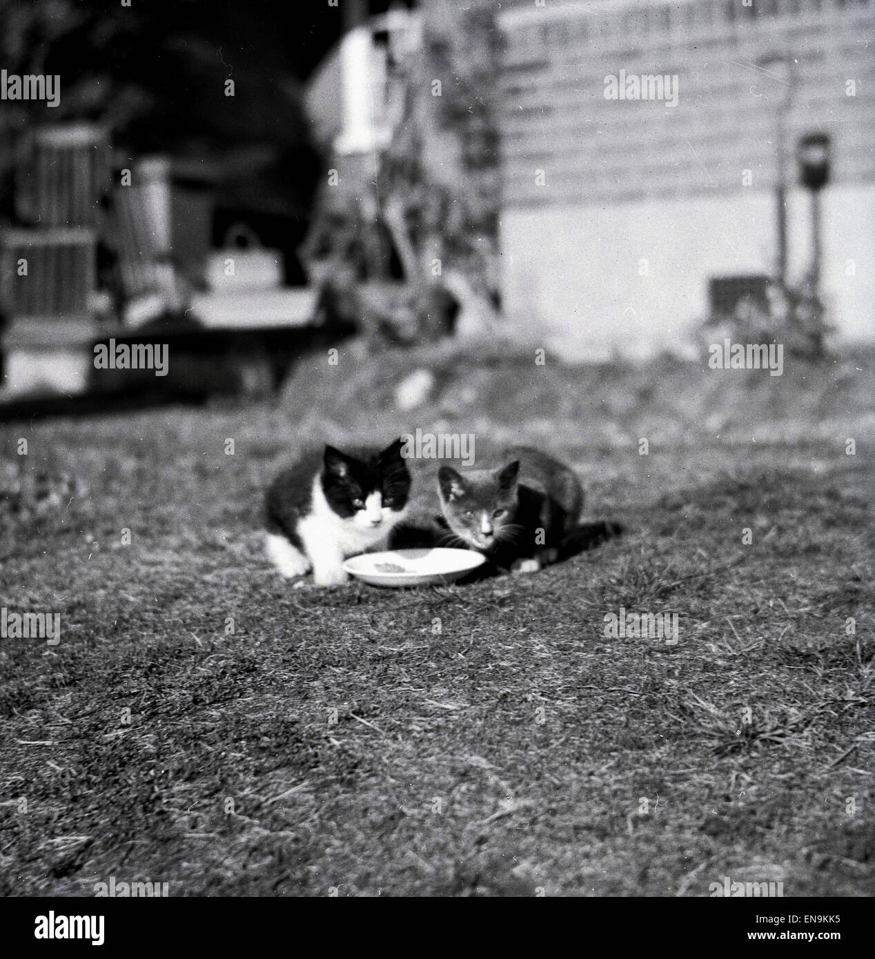 1950s, two cats drinking milk from a saucer outside on a grassy area