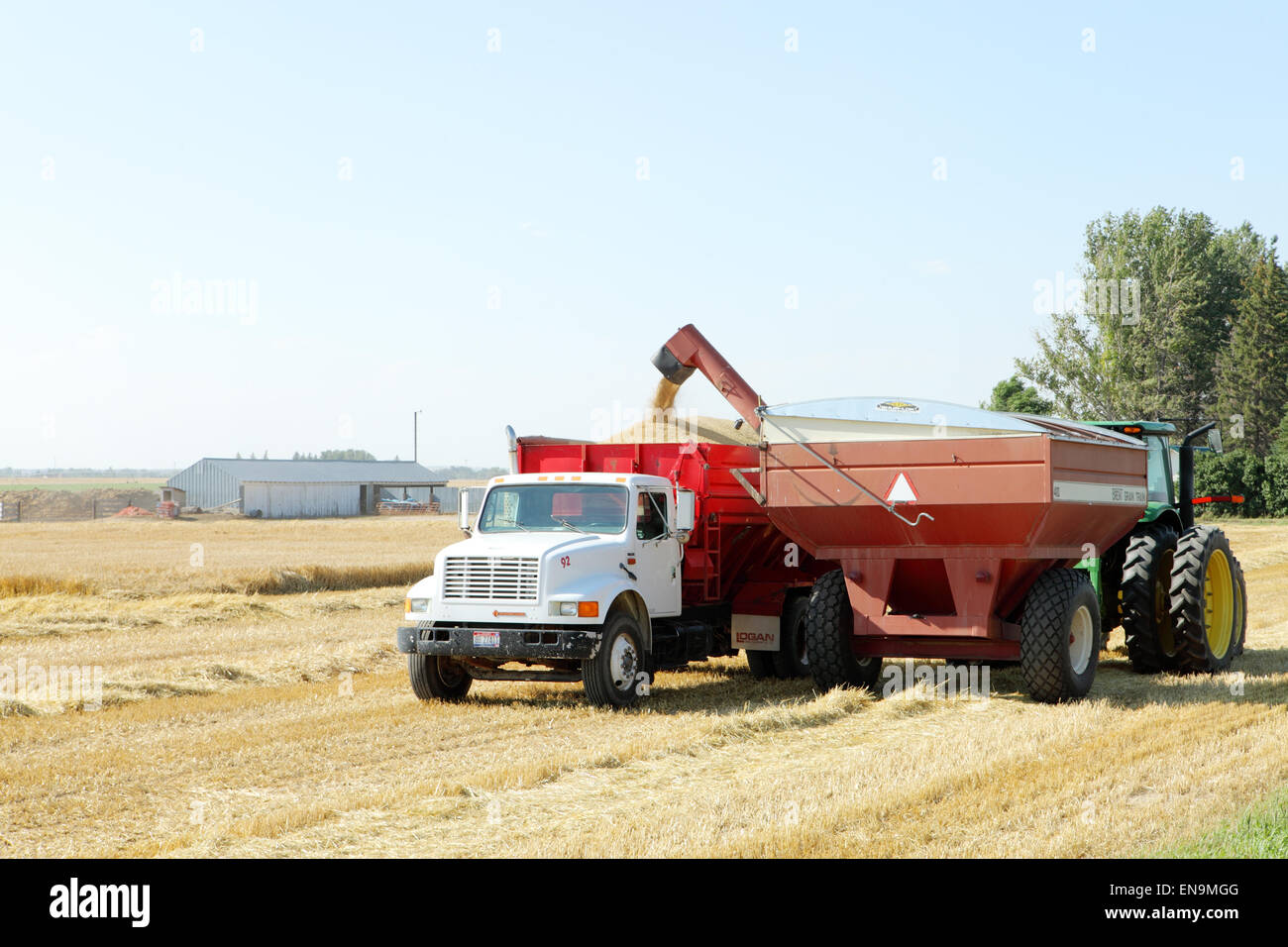A combine off loading  wheat into a truck Stock Photo