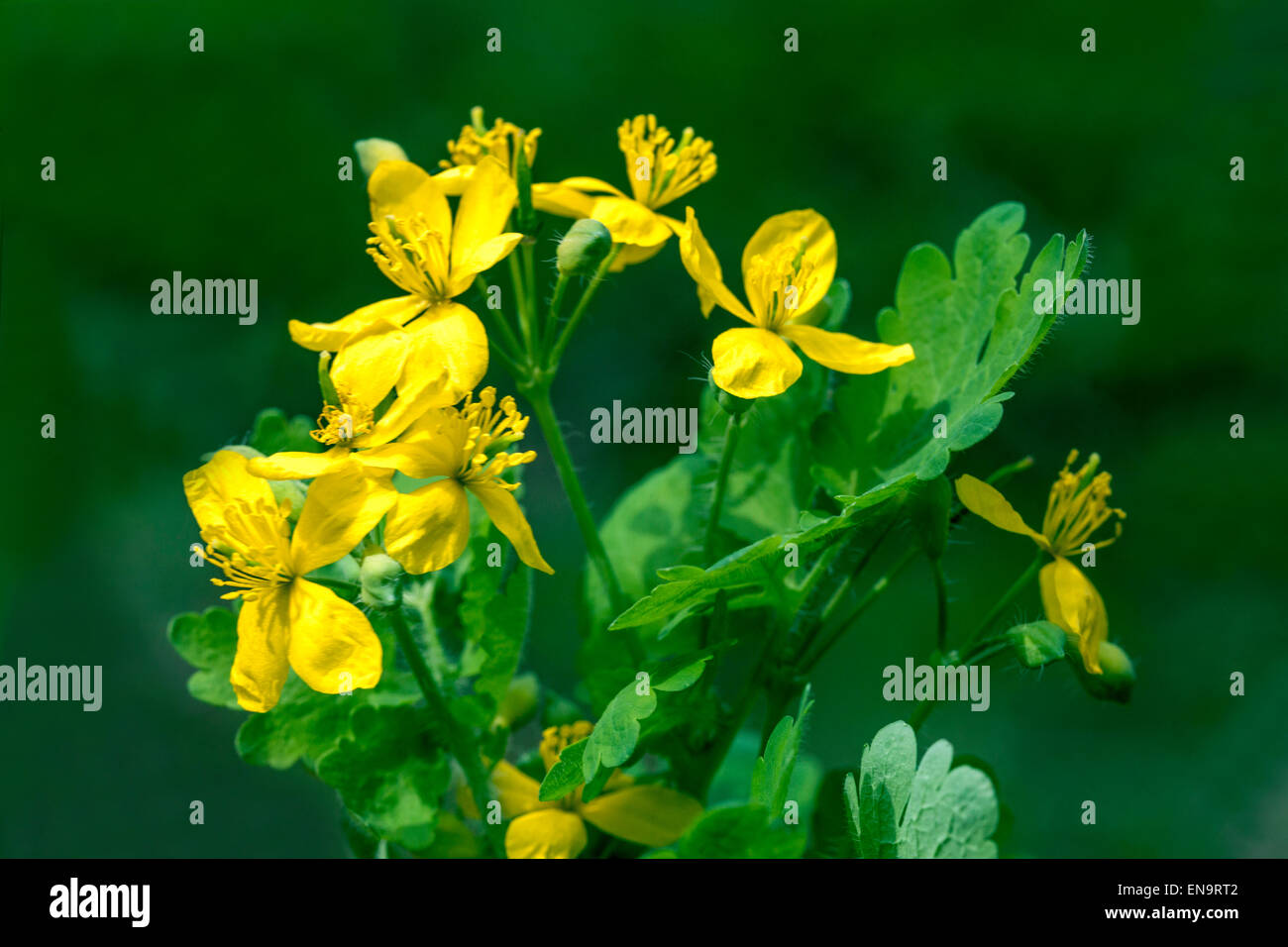 Greater celandine, tetterwort Chelidonium majus in flower Stock Photo