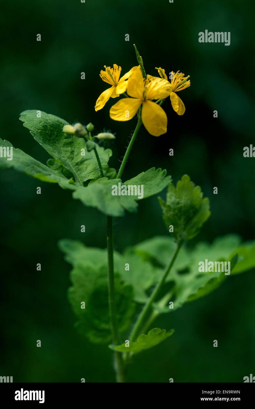 Greater celandine, tetterwort Chelidonium majus in flower Stock Photo