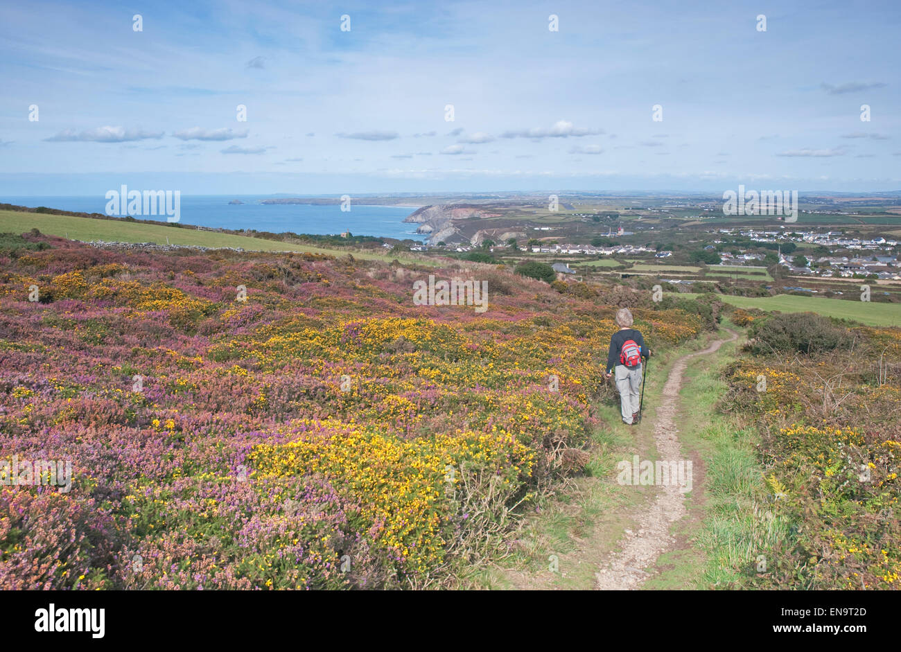 Female walker descending path from St Agnes Beacon near Redruth, mid Cornwall, south west England, UK. Stock Photo