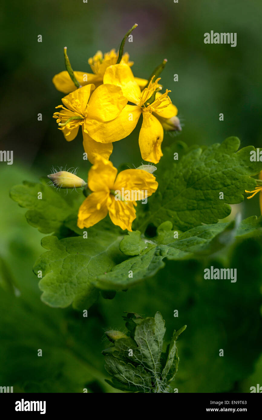 Greater celandine, tetterwort Chelidonium majus in flower Stock Photo