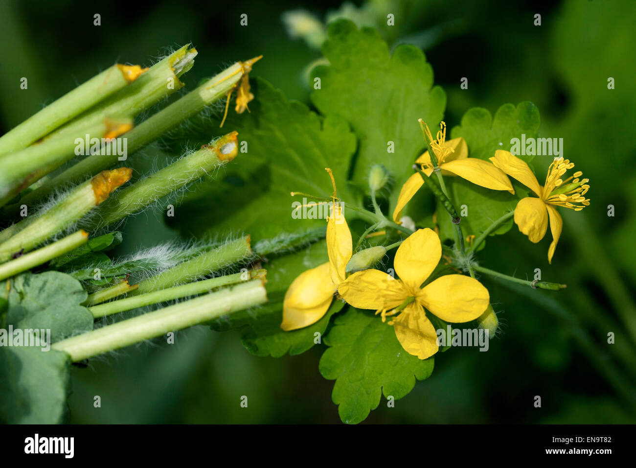Greater celandine, tetterwort Chelidonium majus in flower Stock Photo