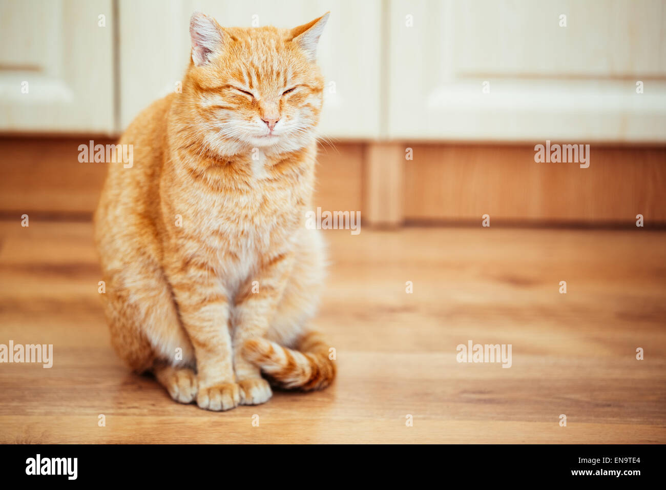 Peaceful Orange Red Tabby Cat Male Kitten Curled Up Sleeping In His Bed ...