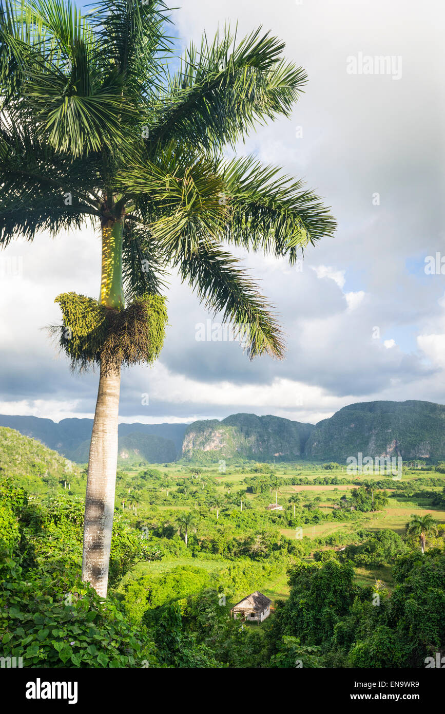 Cuba Valle de Vinales Cuban royal palm tree fields mogotes mogote hills