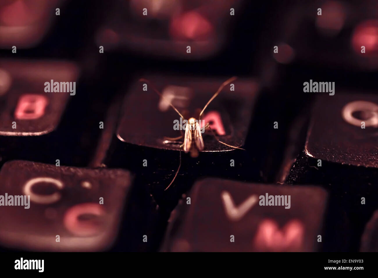 Keyboard Insect Futuristic insects hi-res stock photography and images - Alamy