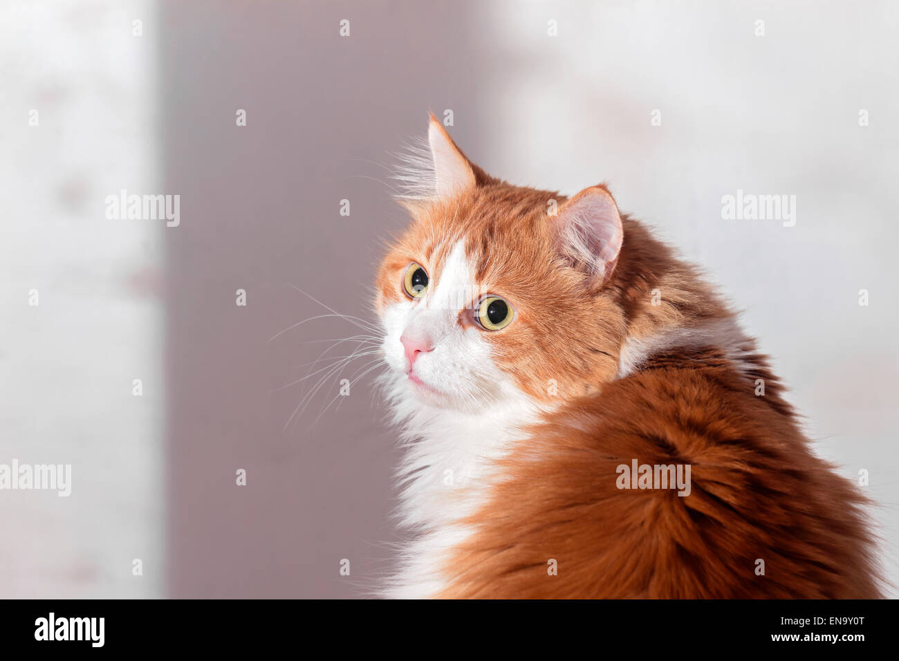 Nice offended frightened red cat at white background Stock Photo