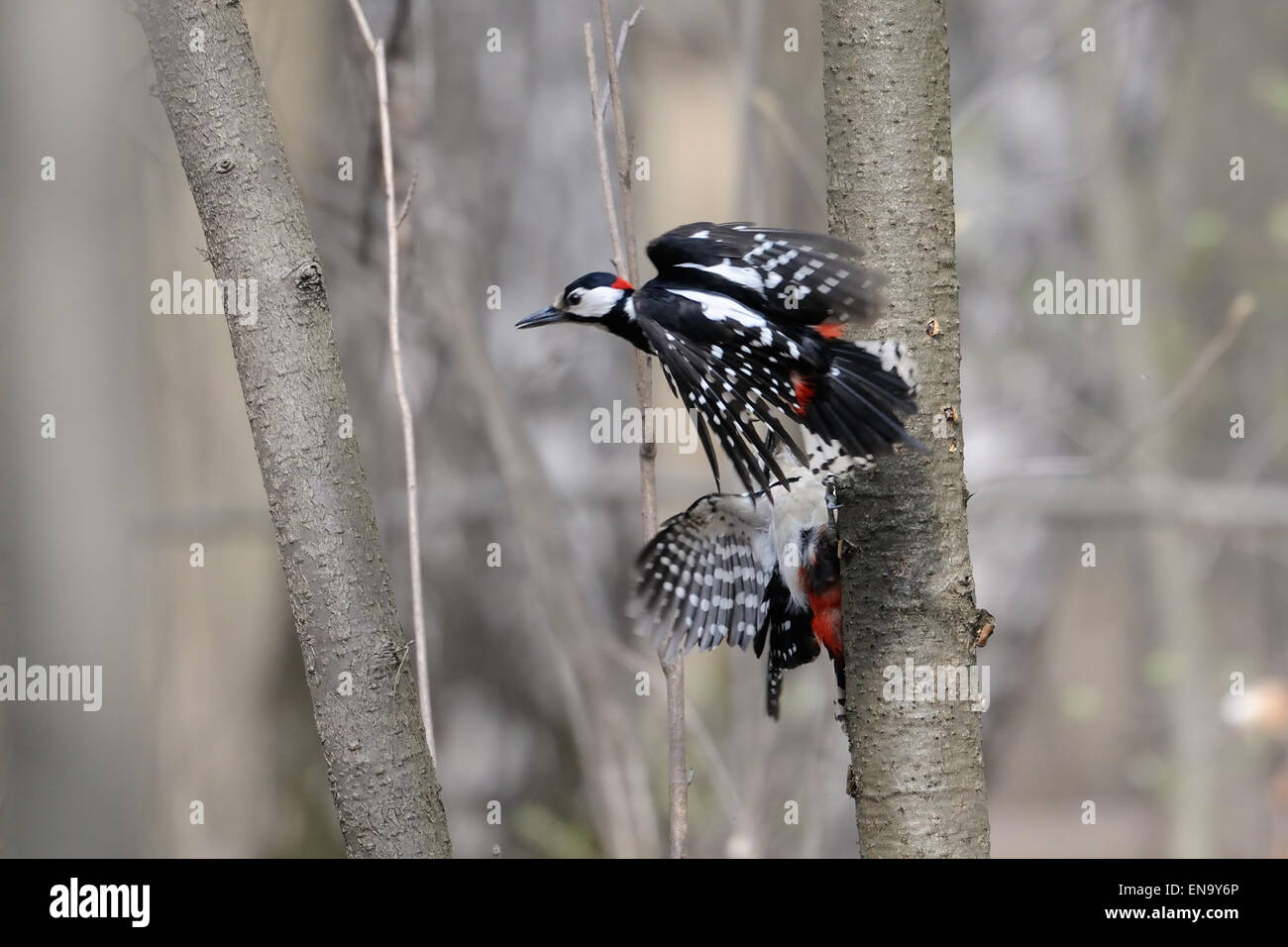 Active spring game of Male Great Spotted Woodpeckers Stock Photo