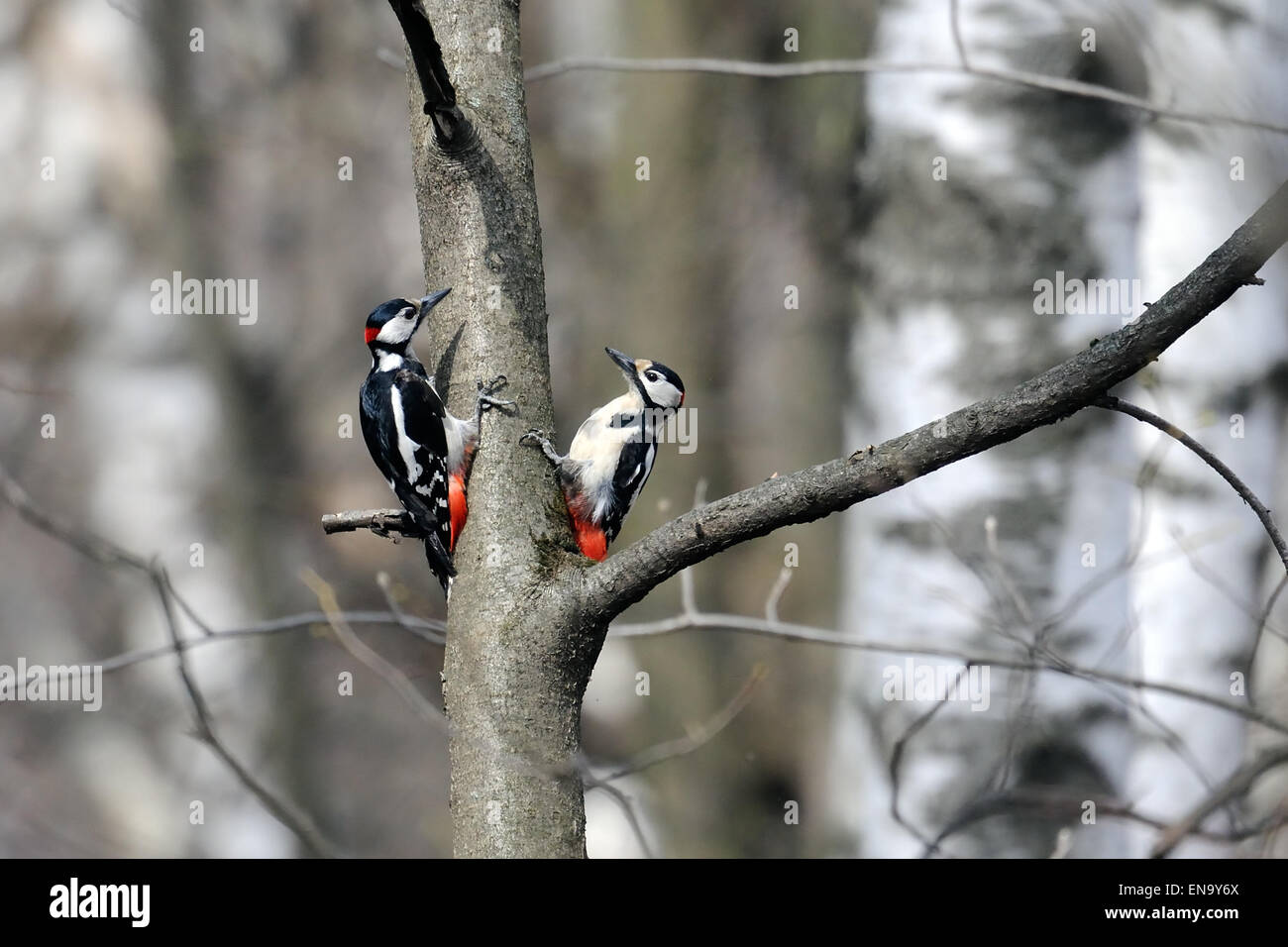Two Male Great Spotted Woodpeckers in Spring Forest Stock Photo