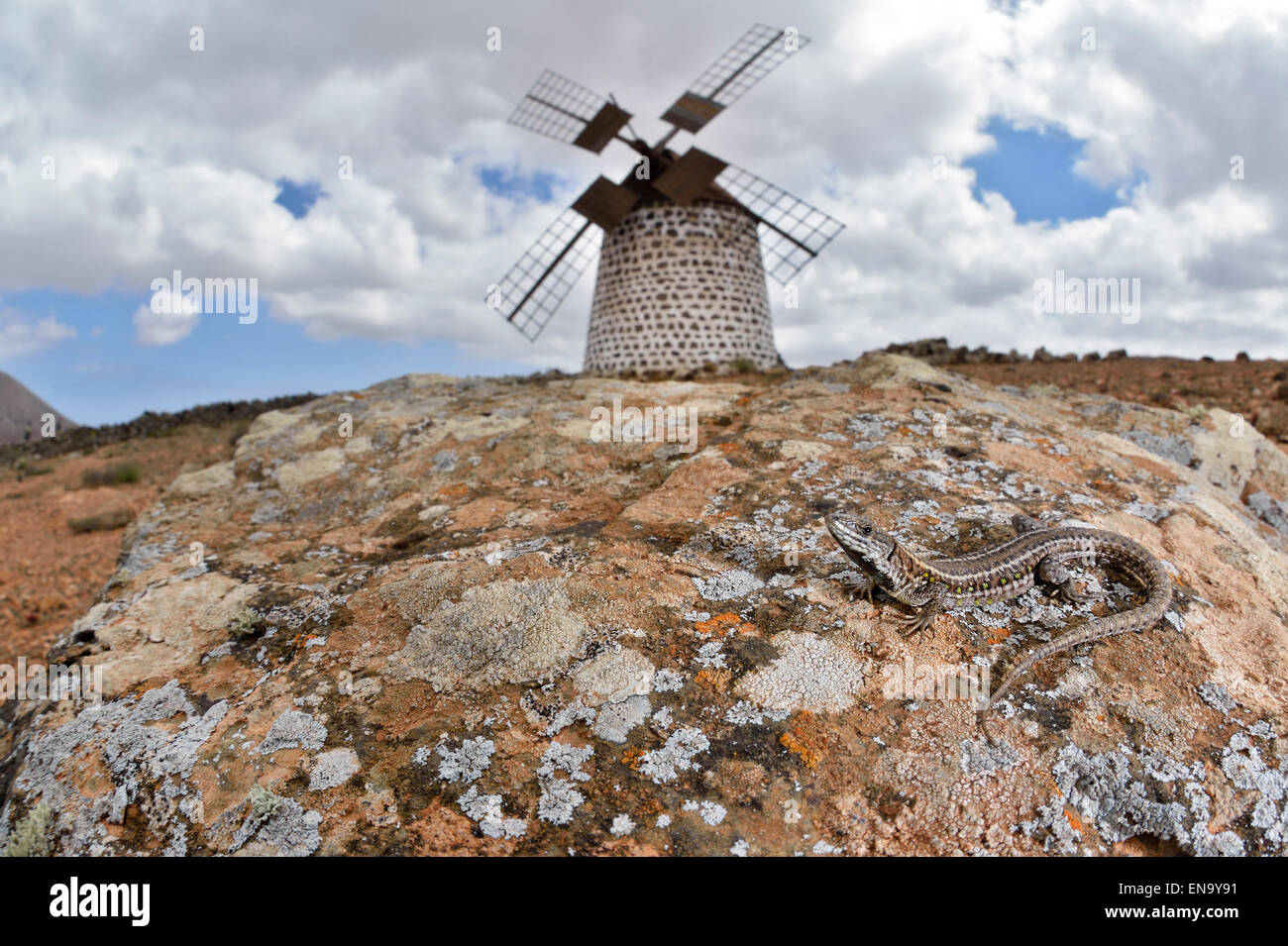 Fuerteventura island, La Oliva, Atlantic Lizard and windmill Stock Photo