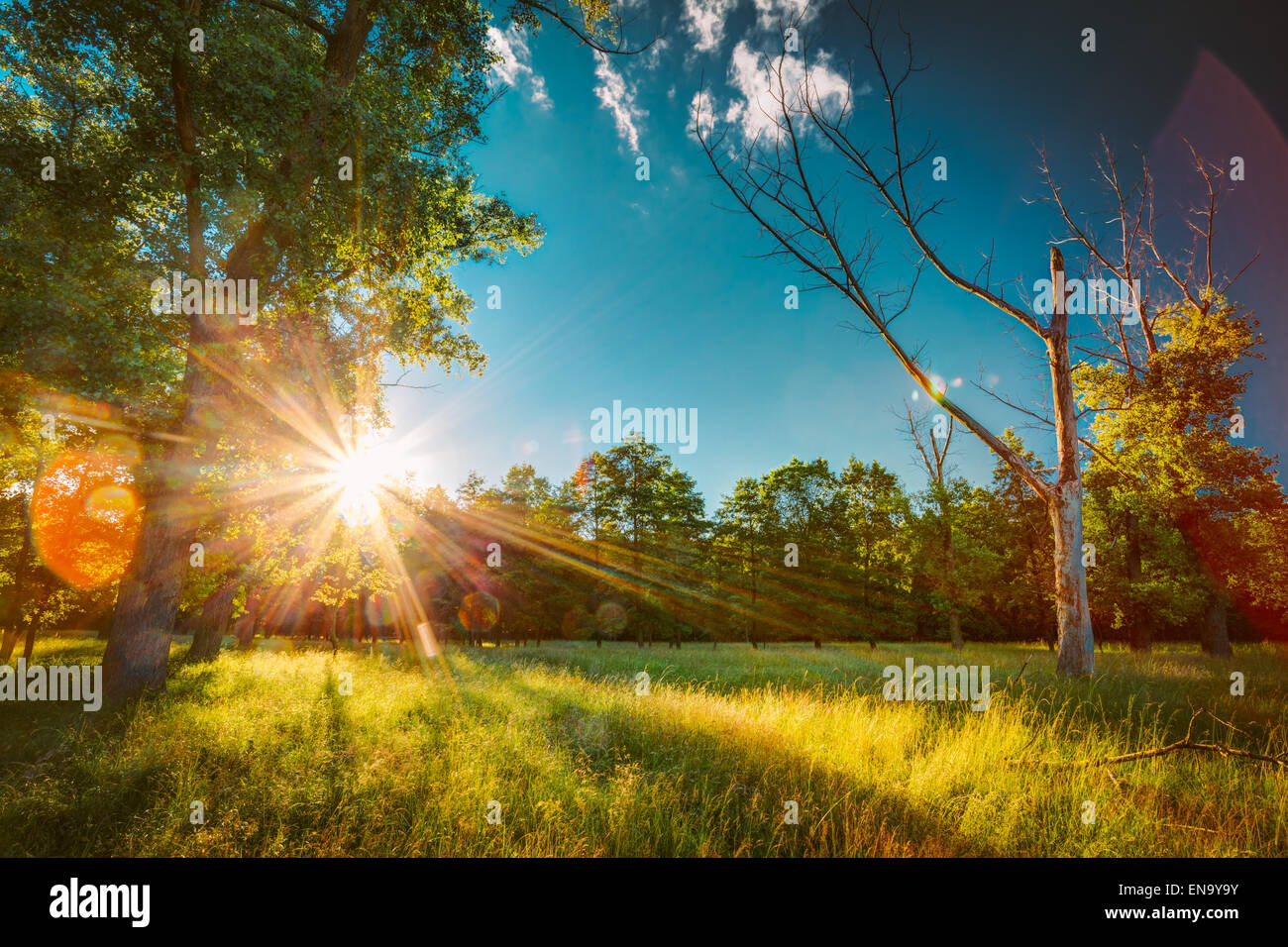 Summer Sunny Forest Trees And Green Grass. Nature Wood Sunlight ...